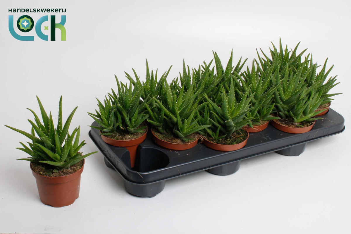 Aloe Vera Verini 15cm 10.5cm Pot