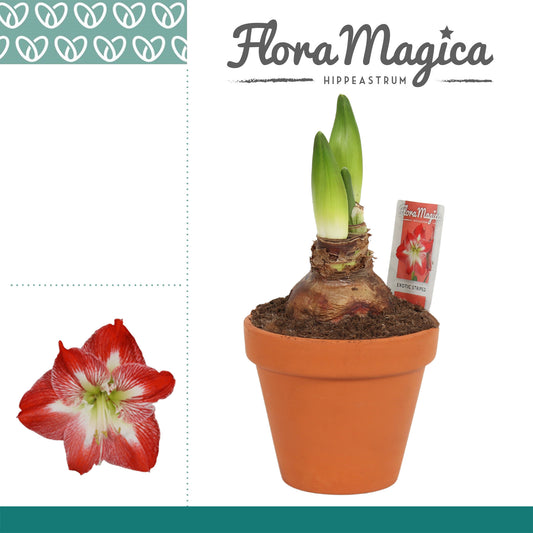 Hippeastrum striped terracotta 25cm 13cm Pot