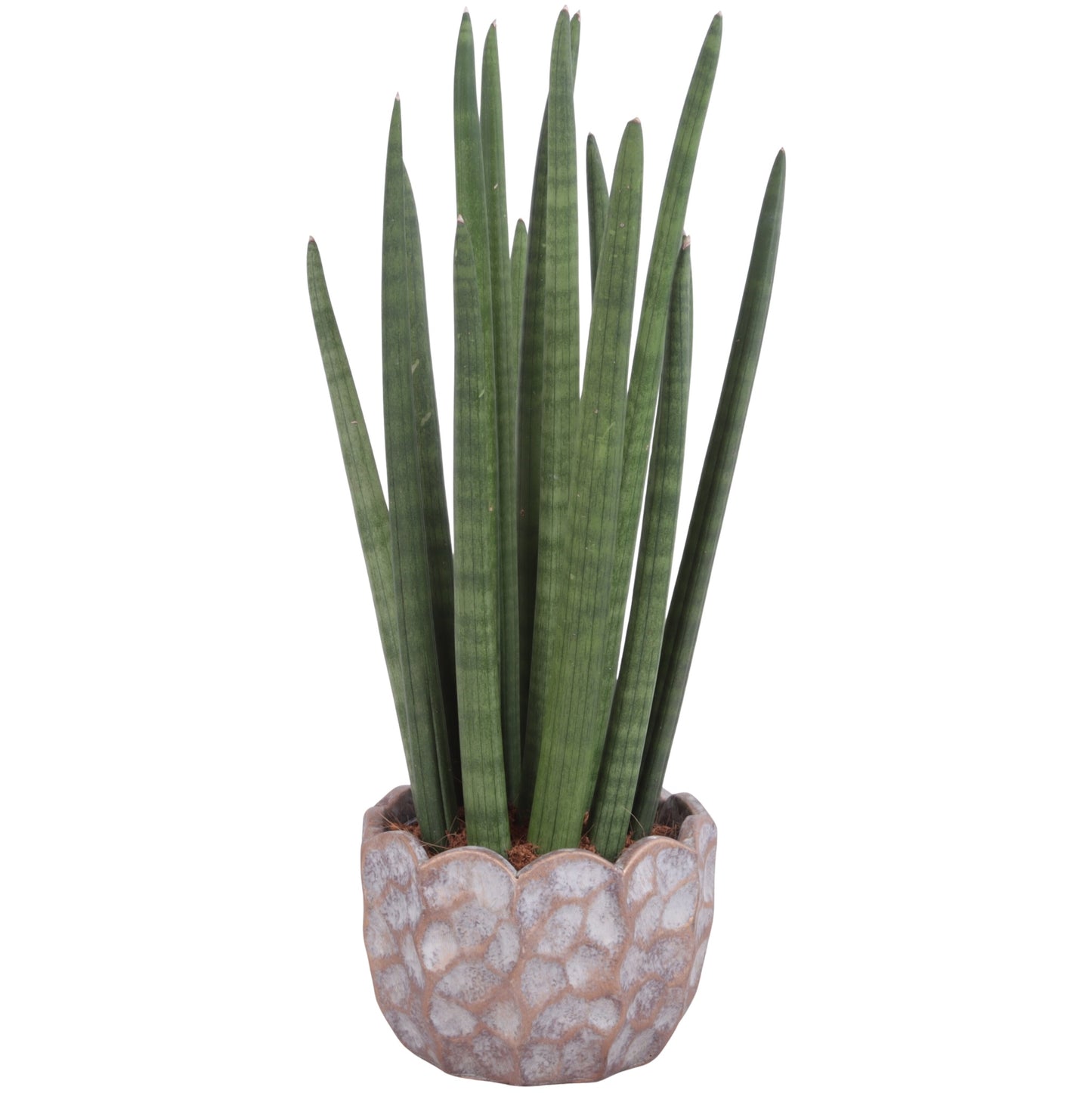 Sansevieria cylindrica 60cm 18cm Pot
