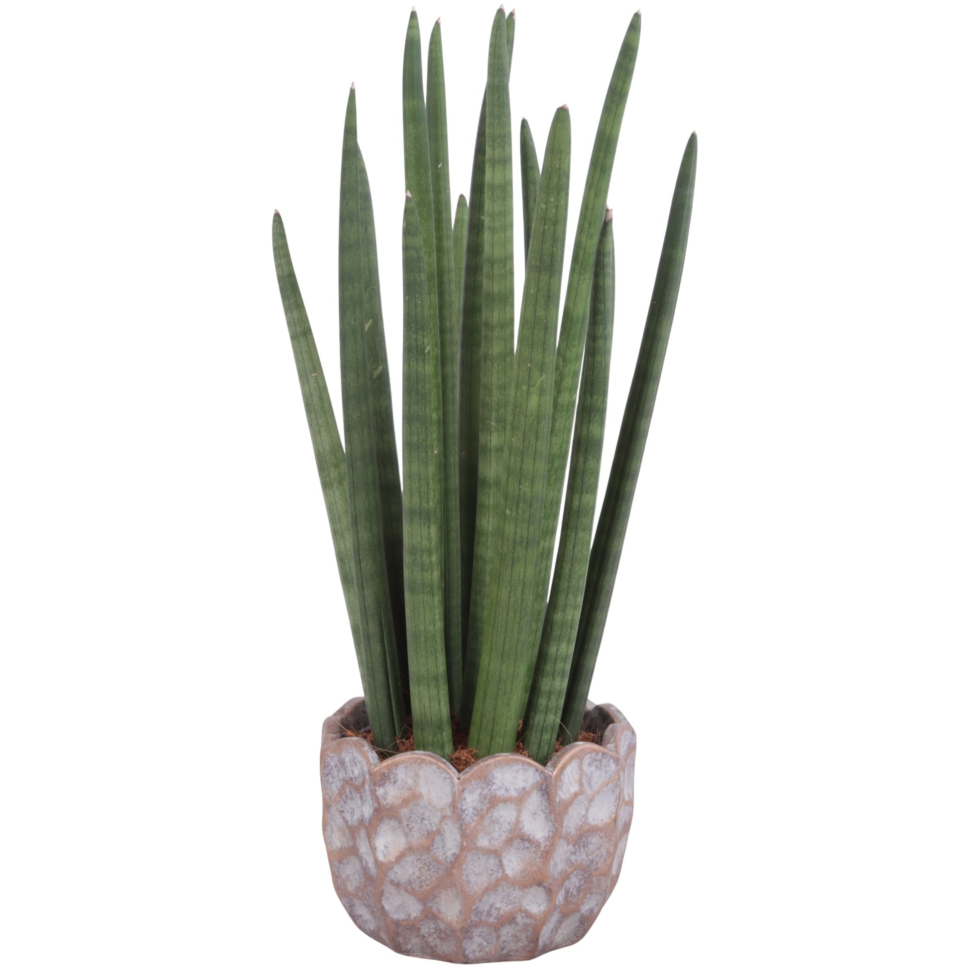 Sansevieria cylindrica 60cm 18cm Pot