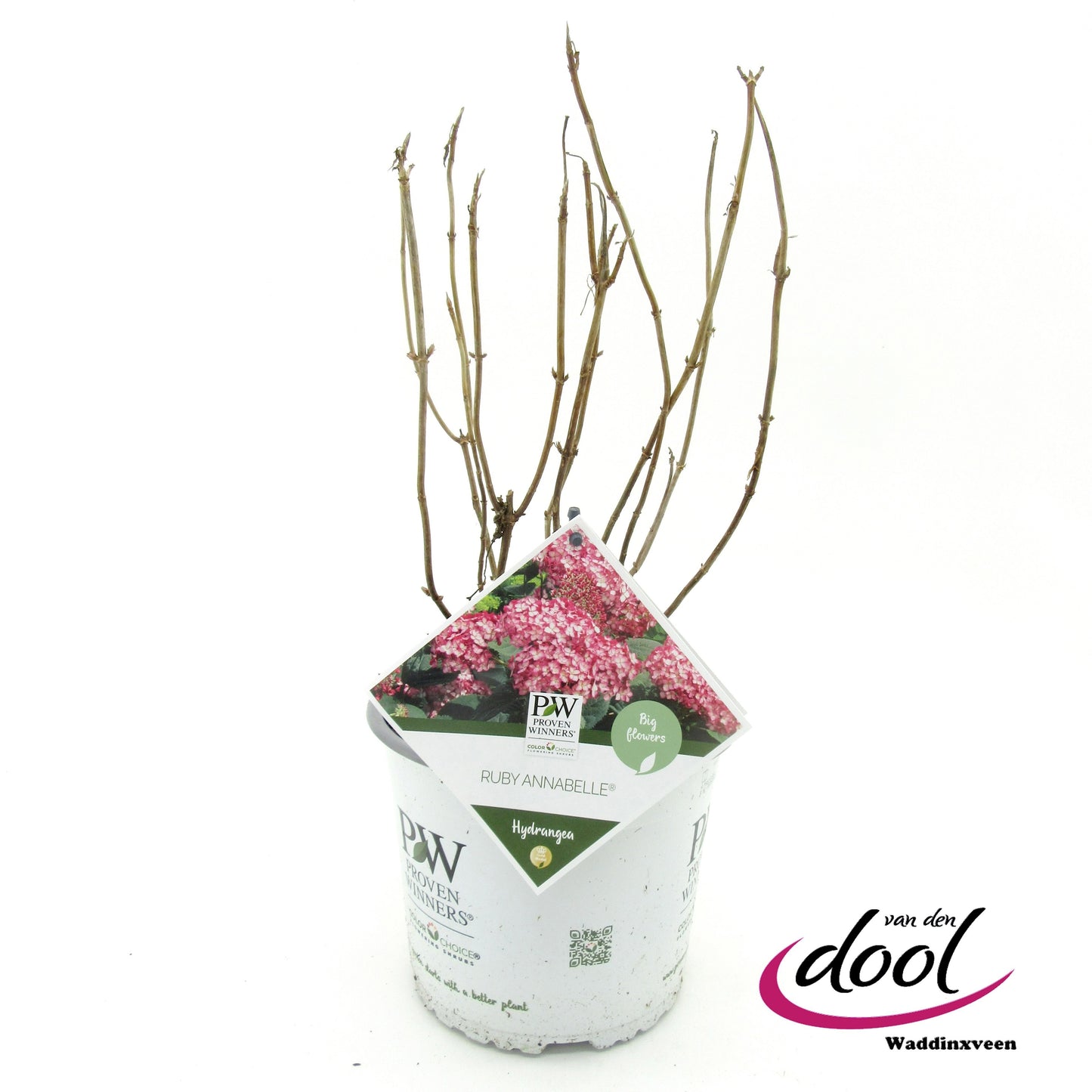 Van den Dool Cultures BV Hydrangea Ruby Annabelle Pack of 1