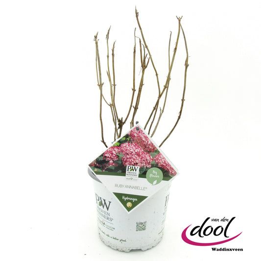 Hydrangea Ruby Annabelle 40cm 19cm Pot
