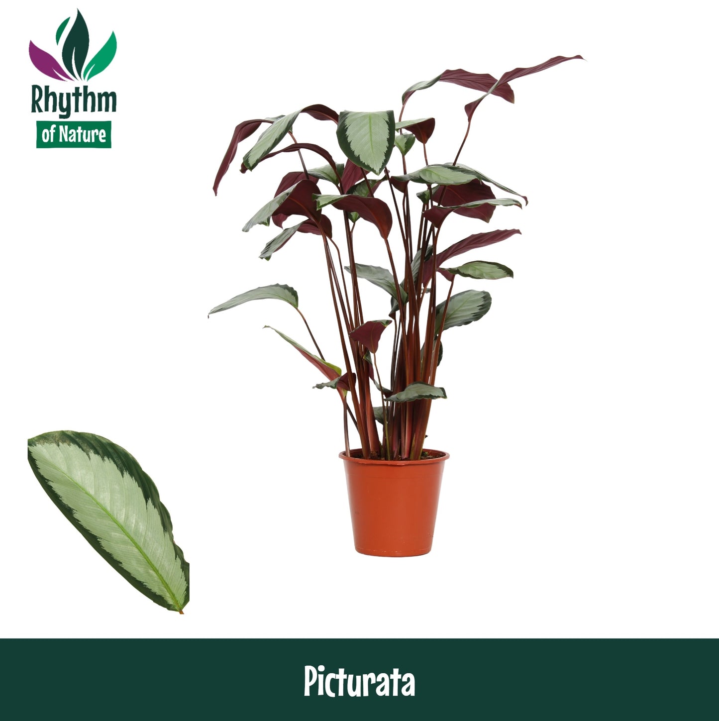 Valstar, Hkw. Gebr. Calathea Argentea Pack of 6