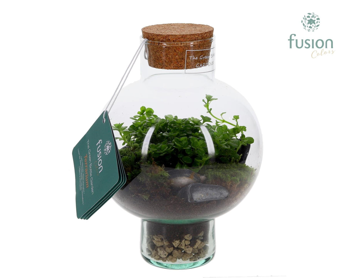 Green Bottle Laura XSmall met Terrarium arrangement 20cm 15cm Pot