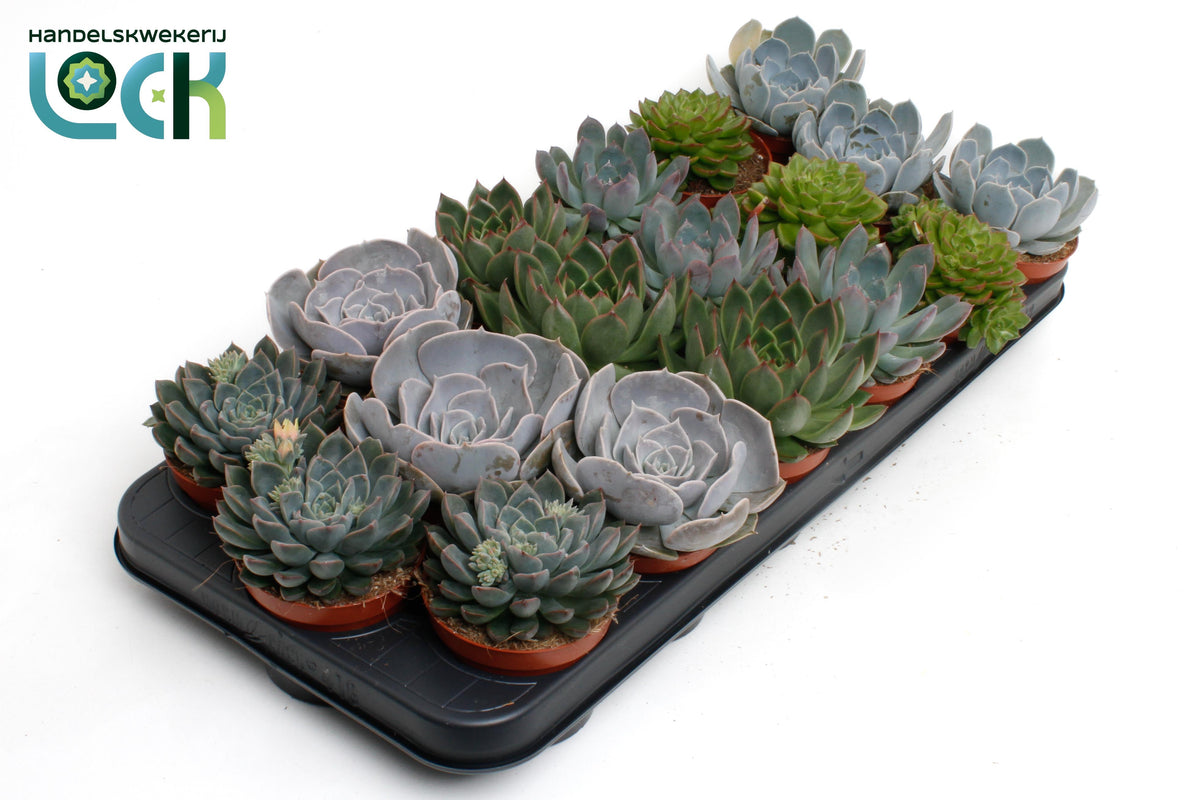 Echeveria mix 15cm 8.5cm Pot