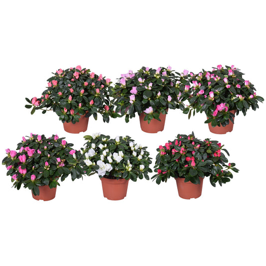 Rhododendron simsii Vogel mix 27cm 13cm Pot