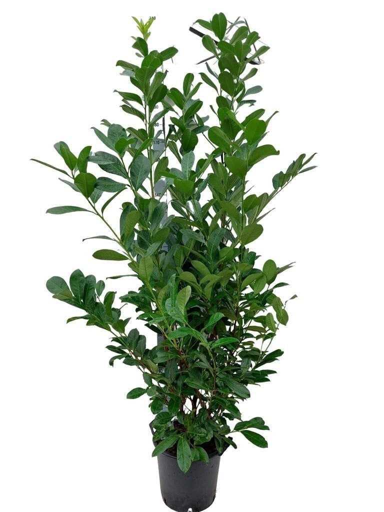 Snepvangers Tuinplanten Prunus Rotundifolia Pack of 1