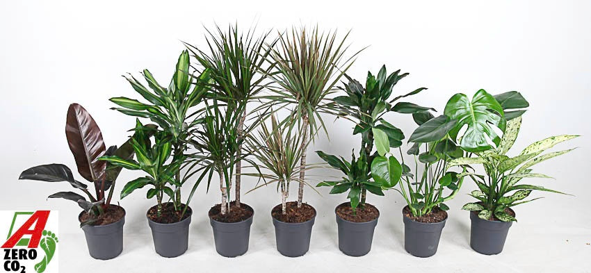 Foliage houseplants mix 80cm 19cm Pot