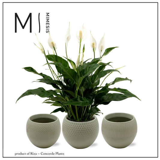 Spathiphyllum Sweet Curiosa 55cm 13cm Pot