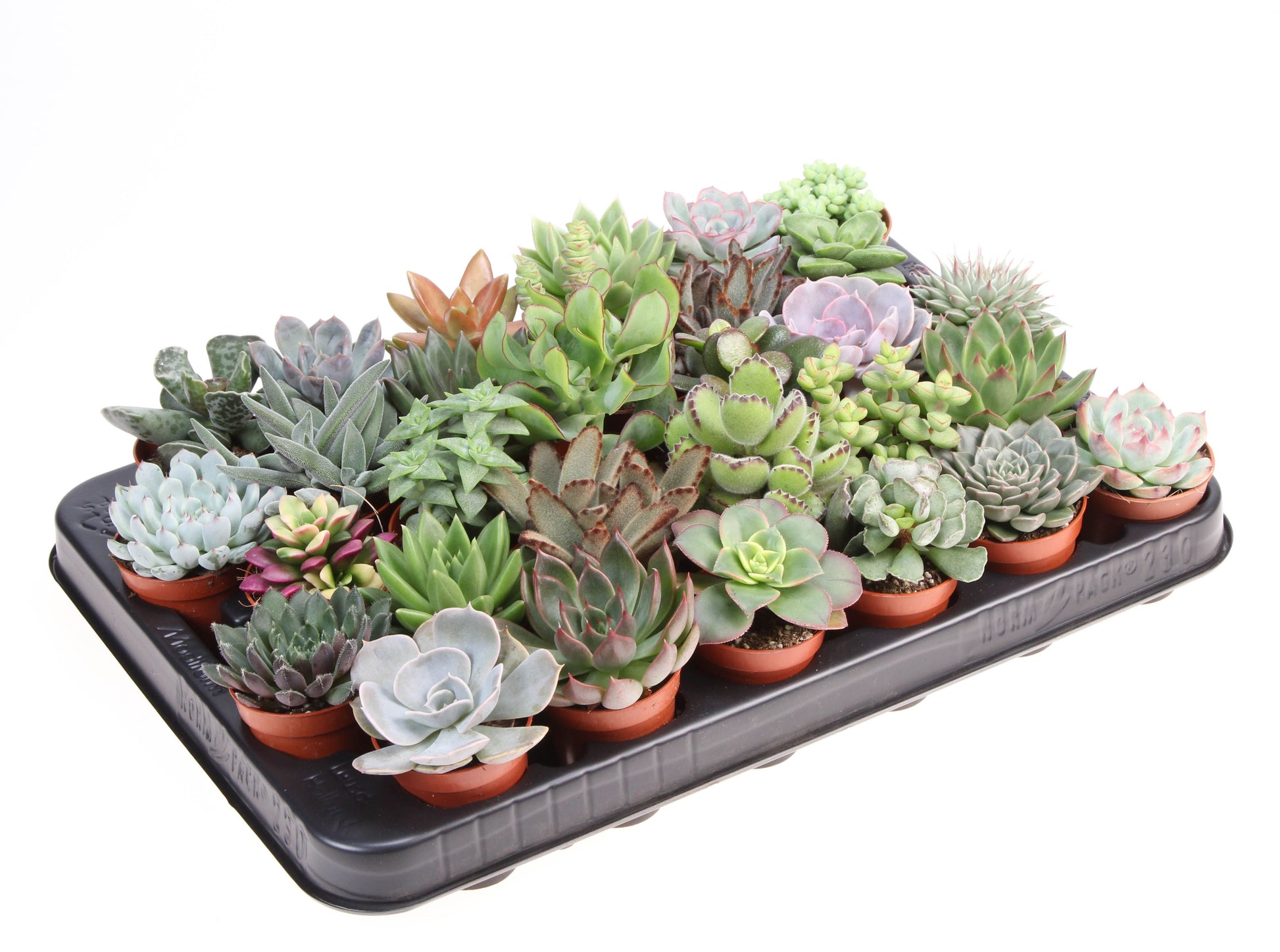 Euro Cactus Holland Bv Succulent mix Pack of 30