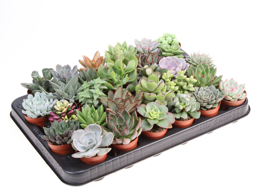 Euro Cactus Holland Bv Succulent mix Pack of 30