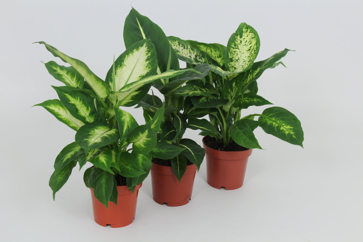 Dieffenbachia mix 40cm 12cm Pot