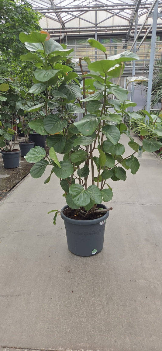 Coccoloba uvifera 190cm 45cm Pot
