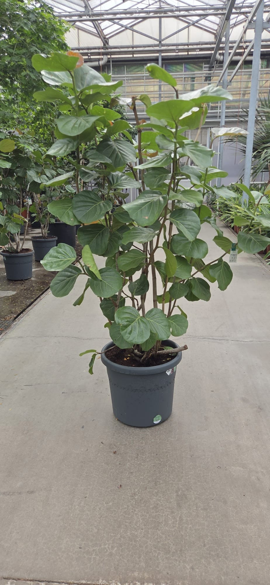Fachjan BV Coccoloba uvifera Pack of 1