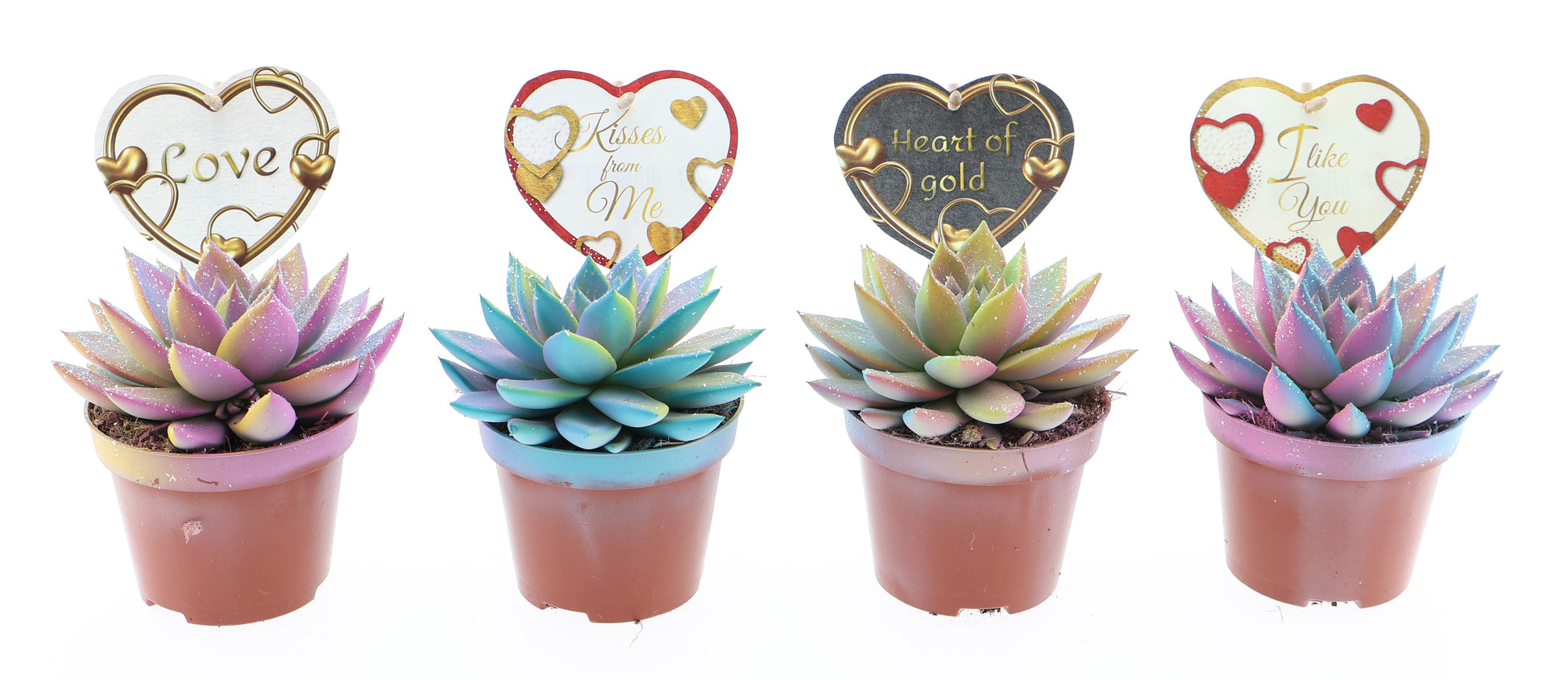 Miranda multi glitter + love etiket 15cm 510cm Pot