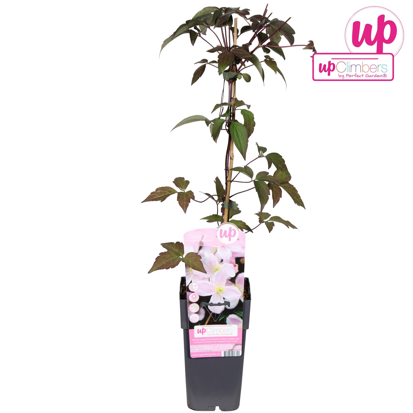 Clematis montana Mayleen 65cm 15cm Pot