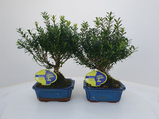 Bonsai Metasequoia Forest 25cm 15cm Pot