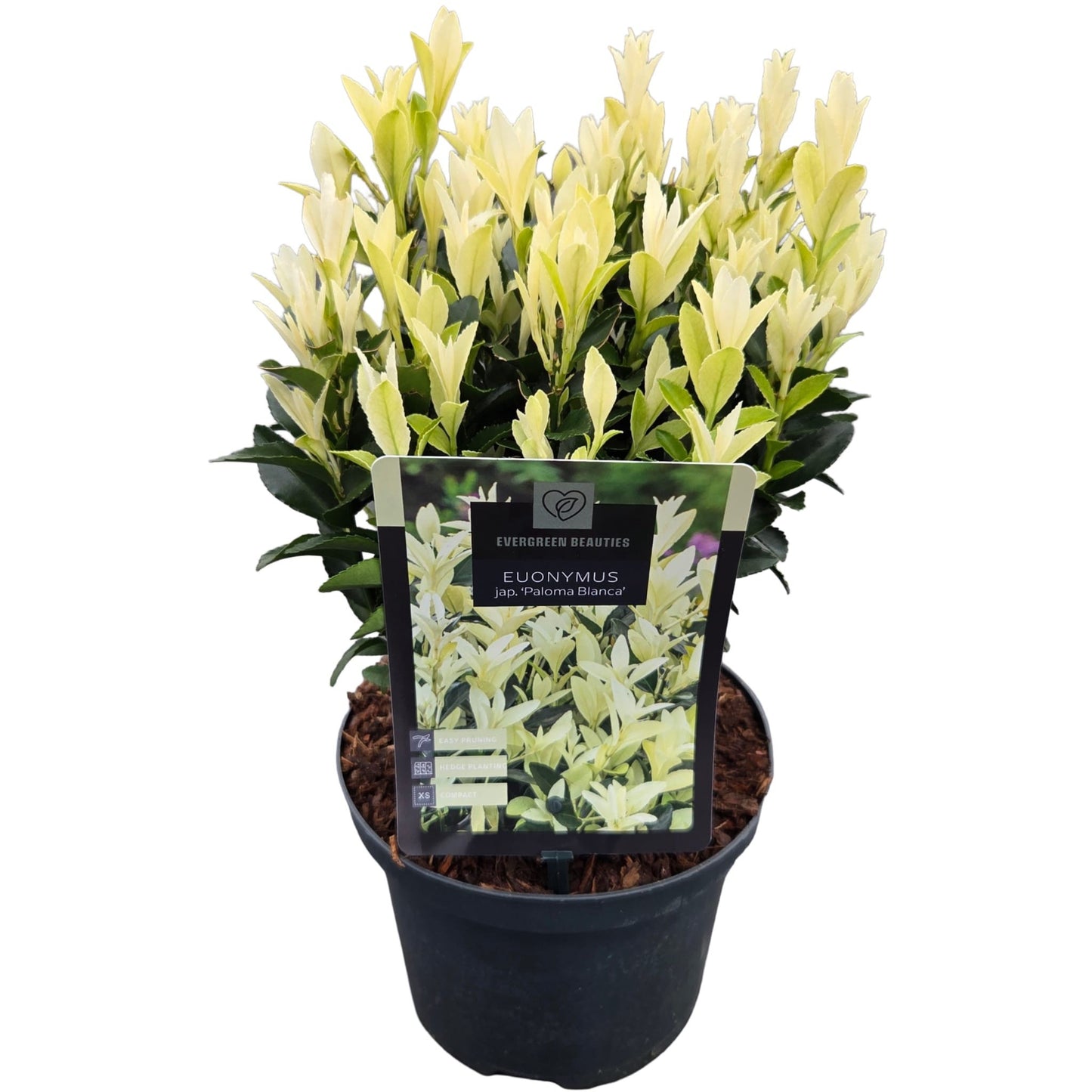 Euonymus Paloma Blanca 40cm 17cm Pot