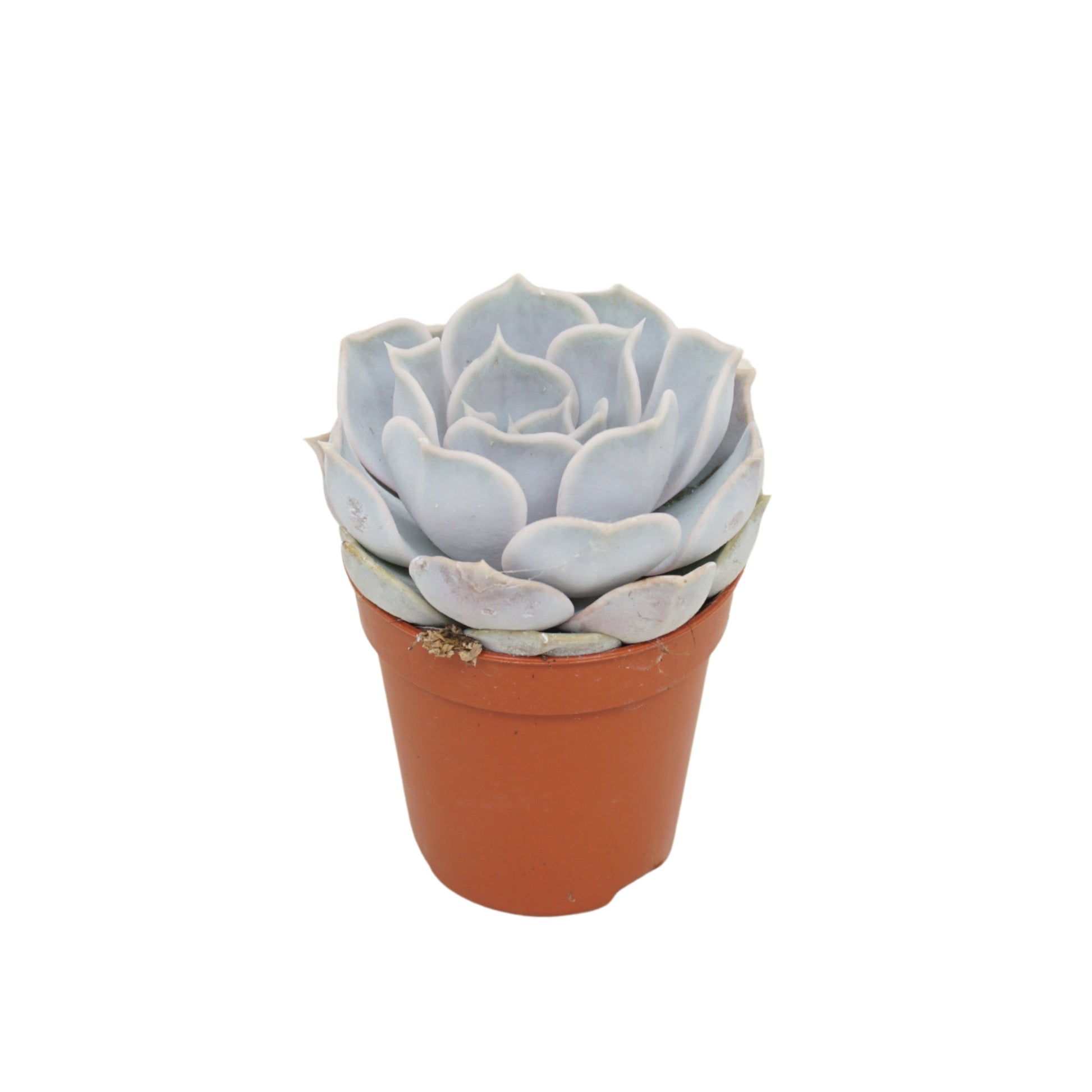 Echeveria Lilacina 8cm 505cm Pot