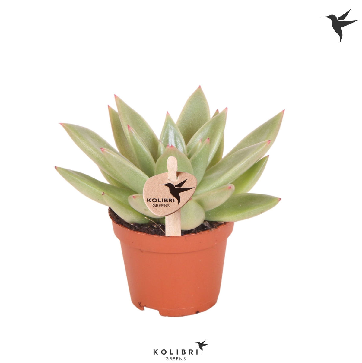 Echeveria Miranda 9cm 6cm Pot