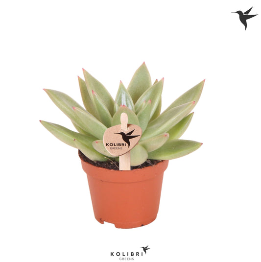 Echeveria Miranda 9cm 6cm Pot