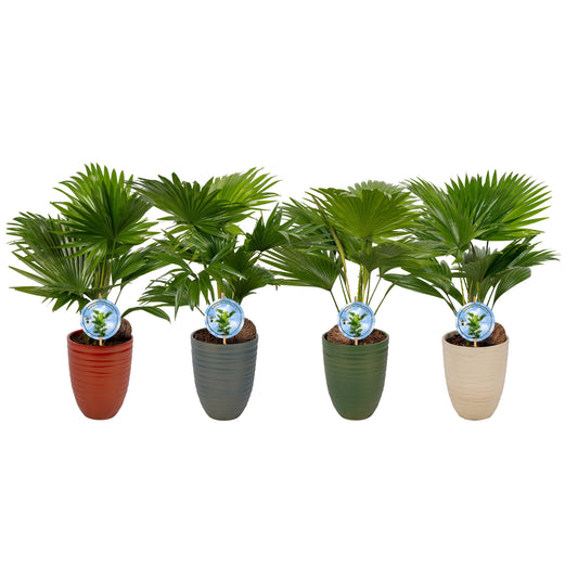 Livistona rotundifolia 50cm 14cm Pot