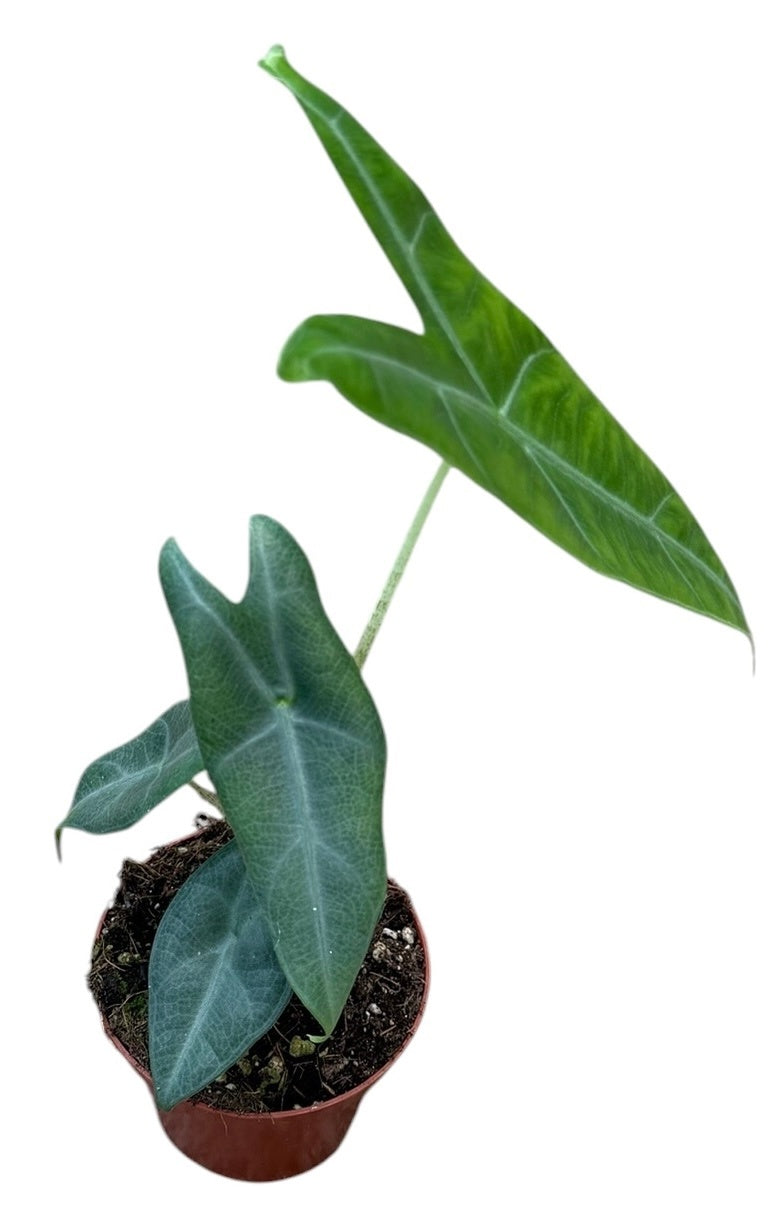J.M. Plants, Kwekerij Alocasia amazonica Pack of 14