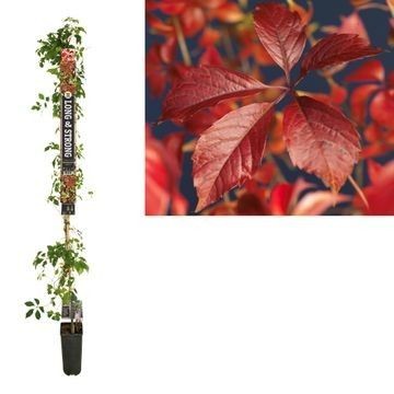 Parthenocissus engelmannii 210cm 23cm Pot