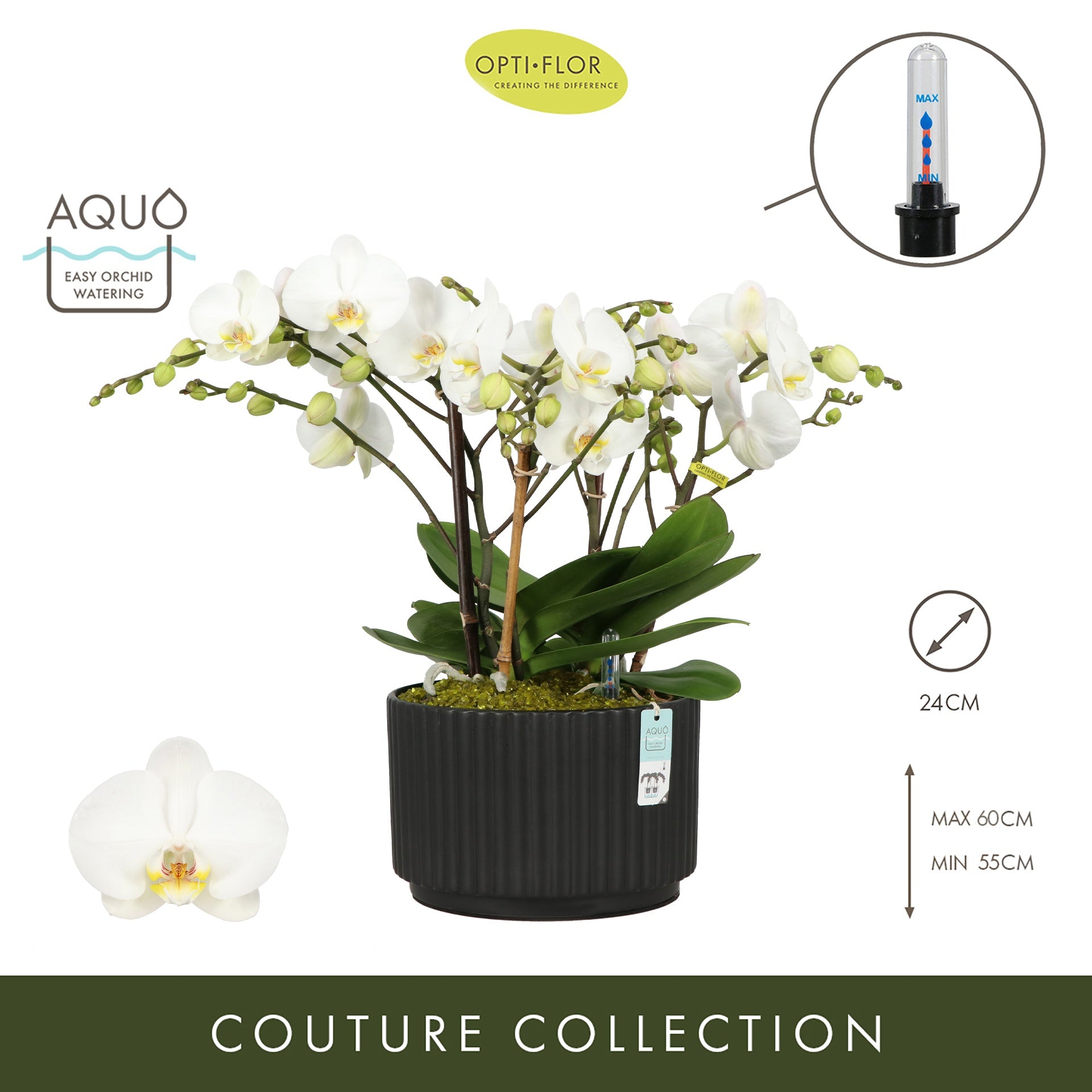 Phalaenopsis arrangement 24cm Pot