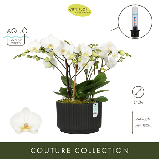 Phalaenopsis arrangement 24cm Pot
