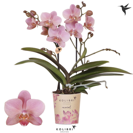 Phalaenopsis Treviso 40cm 9cm Pot