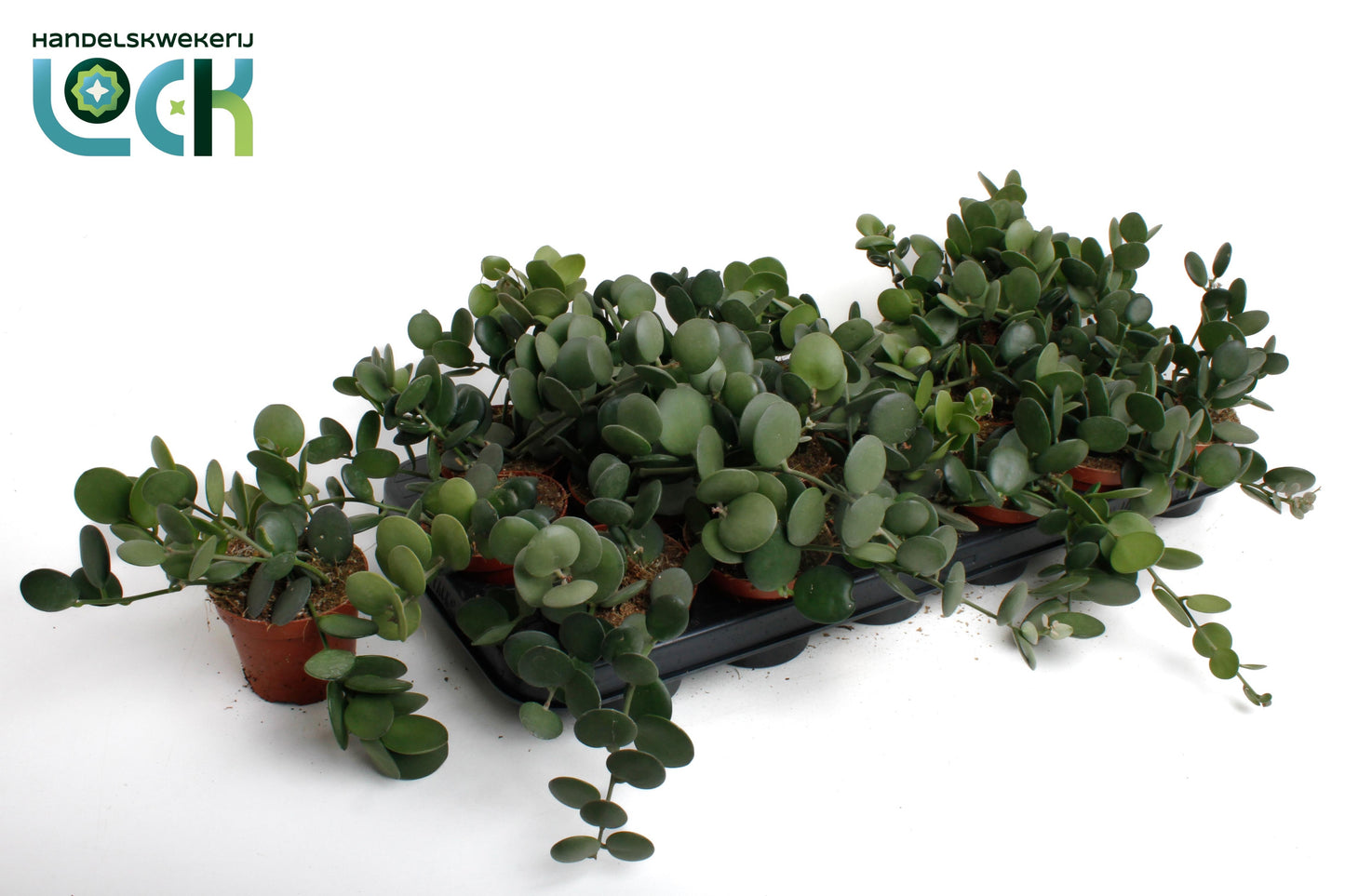 Xerosicyos danguyi 15cm Special Pot (508)