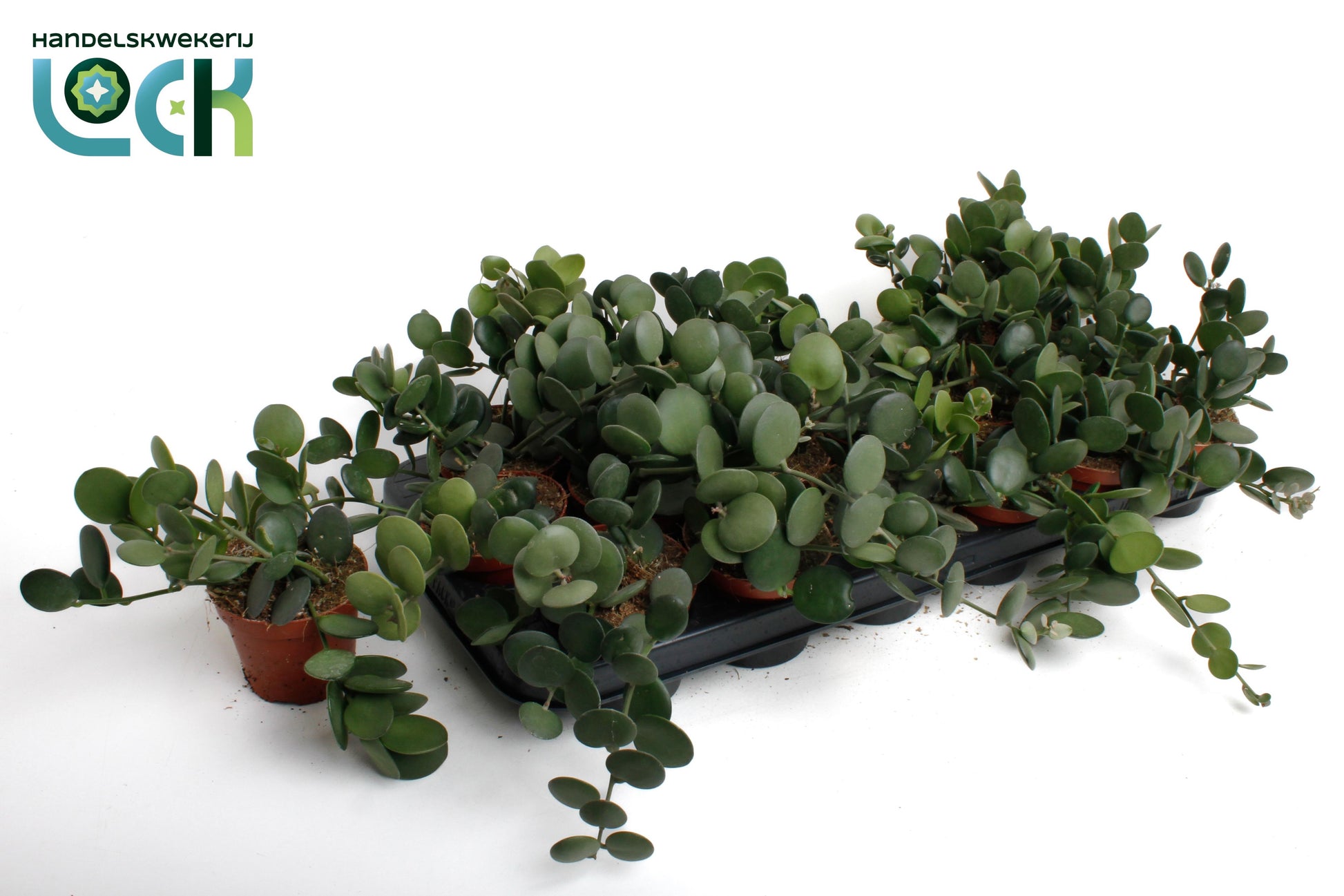 Xerosicyos danguyi 15cm Special Pot (508)