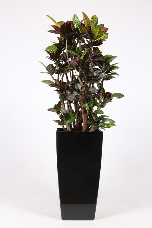 Codiaeum Petra 180cm 40cm Pot