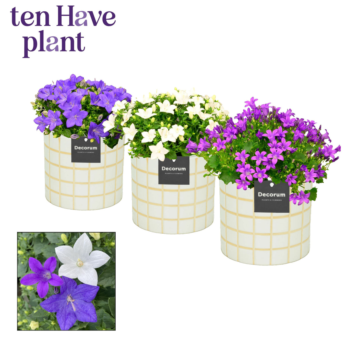 Campanula Hybrid 17cm 14cm Pot