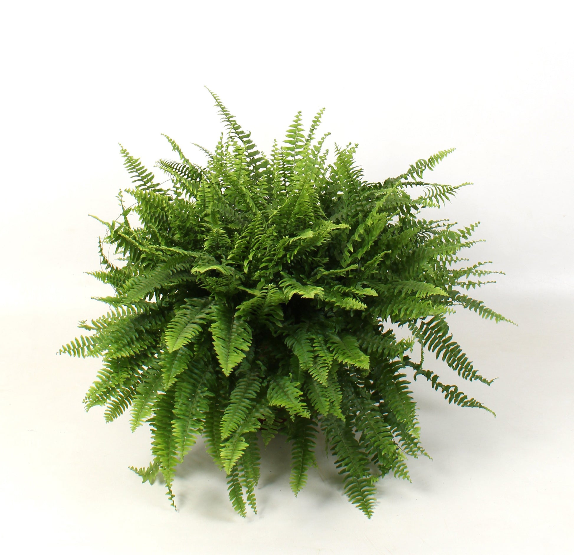 Debo-plant Nephrolepis Green Moment Pack of 1