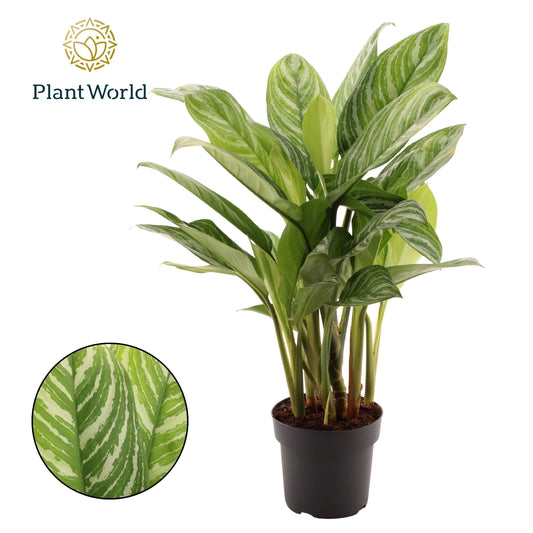Aglaonema Stripes 70cm 21cm Pot