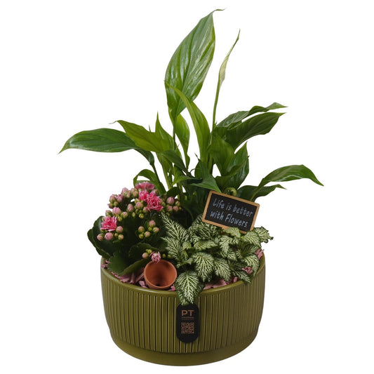 Indoor arrangement 35cm 19cm Pot