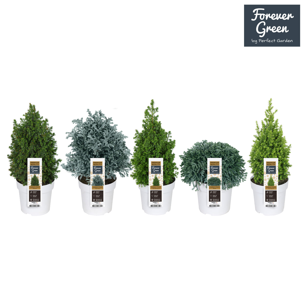 Conifer mix 30cm 14cm Pot