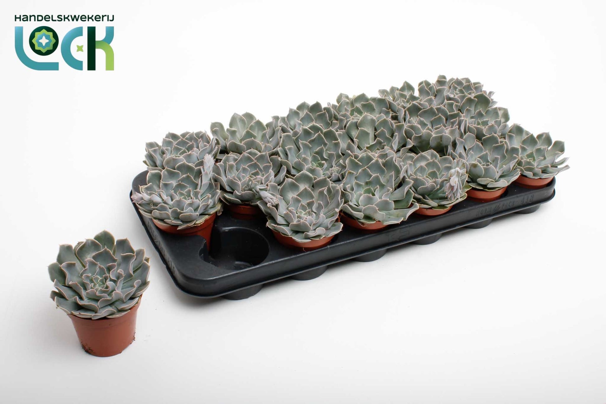 Echeveria Agnes 15cm Special Pot (508)