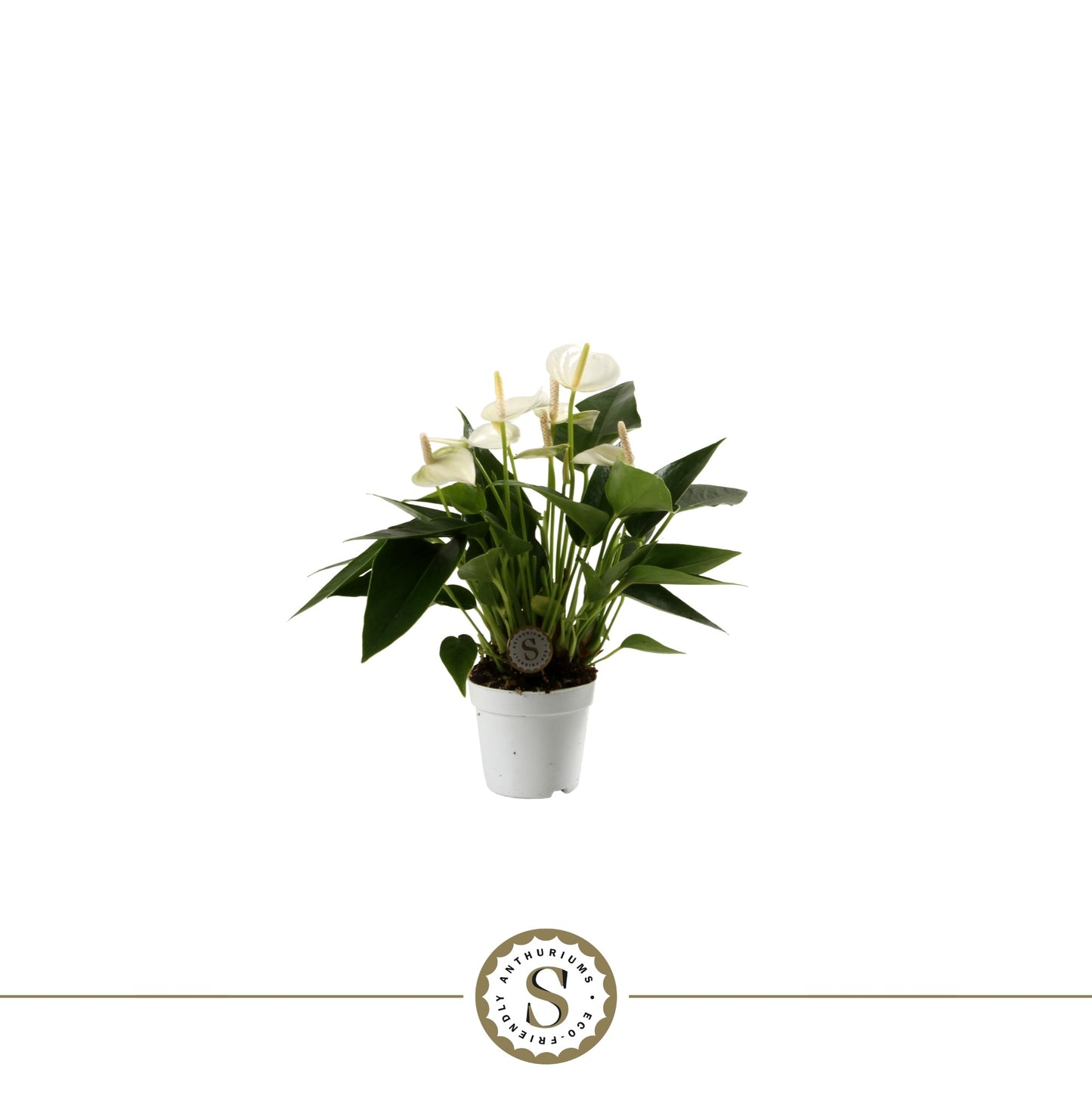 Anthurium White Champion 25cm 7cm Pot