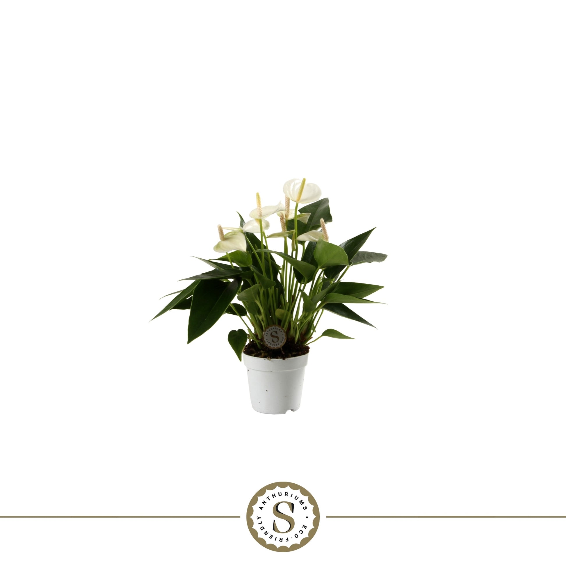 Anthurium White Champion 25cm 7cm Pot
