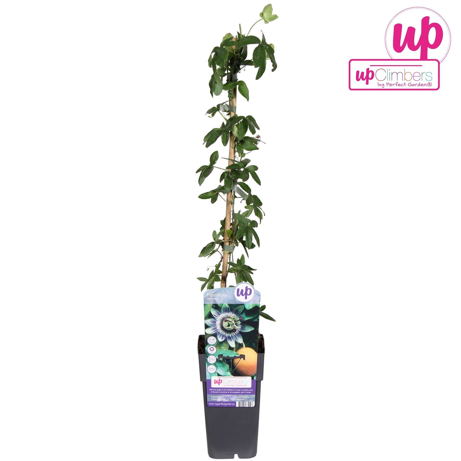 Passiflora caerulea 65cm 15cm Pot