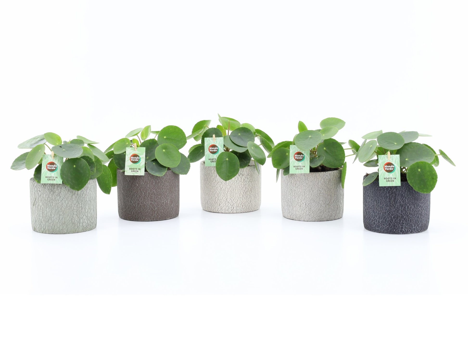 Mondo Verde (Bakker) Pilea peperomioides Pack of 5