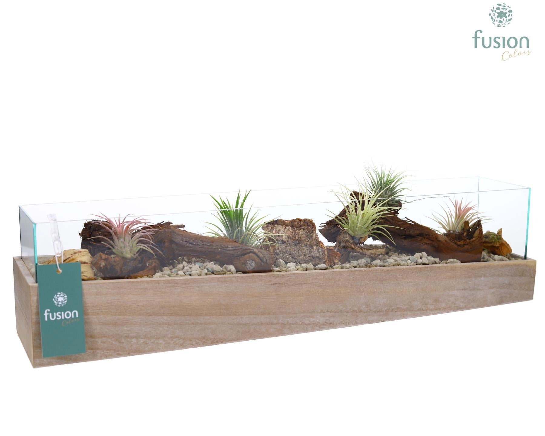 arr. Tillandsia 15cm 58cm Pot