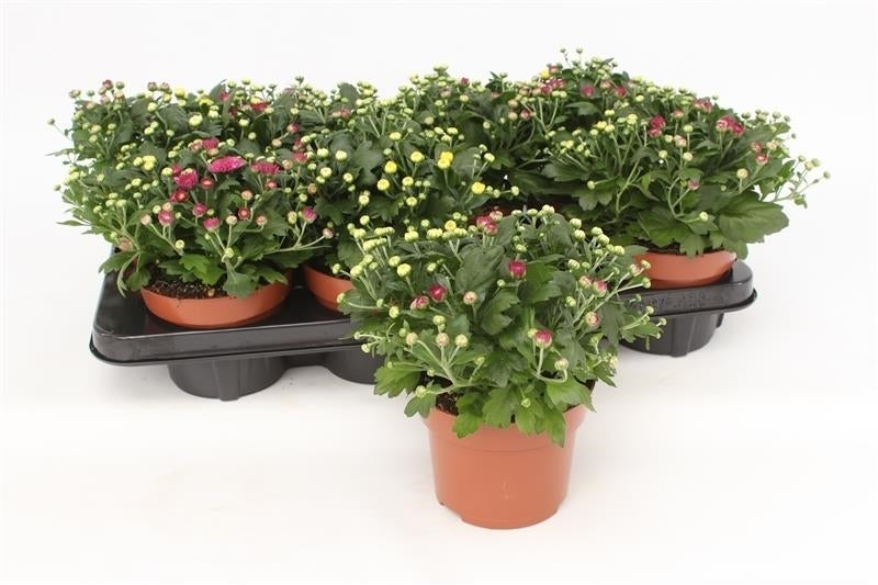 Chrys. Gardenmum Rosanna 20cm 13cm Pot