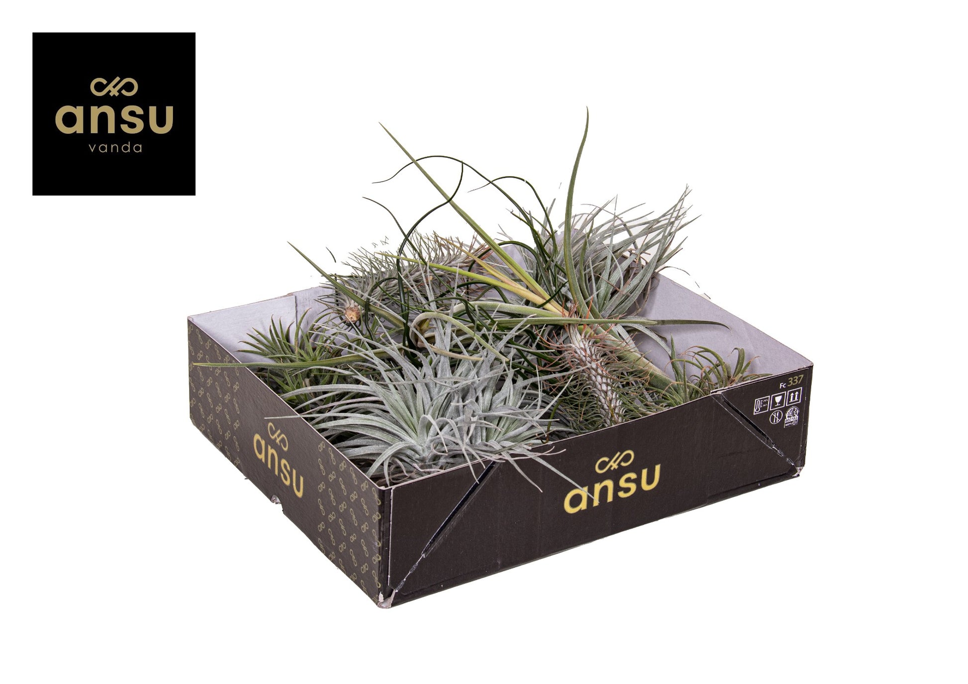 Tillandsia mix 5cm 2cm Pot