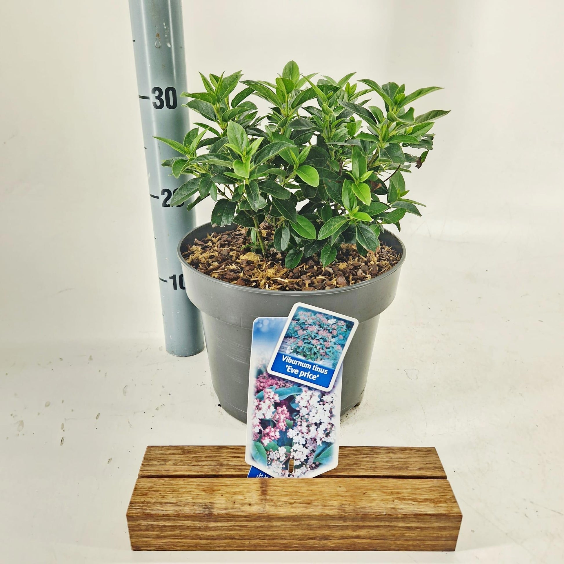 Viburnum tinus Eve Price 50cm 23cm Pot