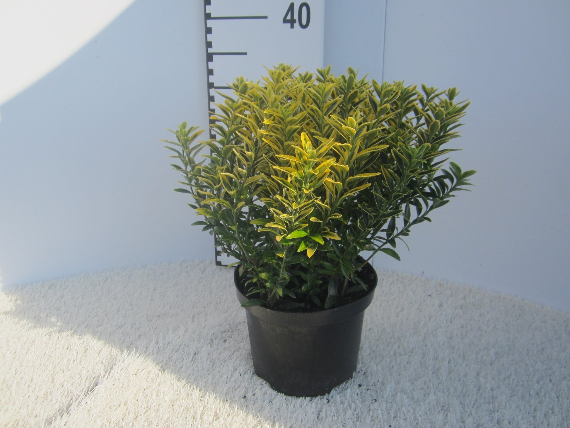 Euonymus japonicus Microphyllus Aureovariegatus 40cm 17cm Pot