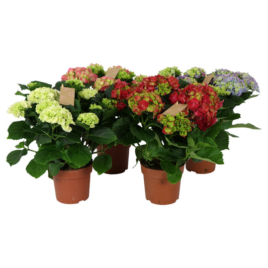 Hydrangea macrophylla mix 40cm 14cm Pot